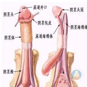 捏挤法 挤捏法治疗早泄详解