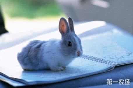 兔子养殖前景怎么样 宠物兔子养殖 宠物兔子怎么养