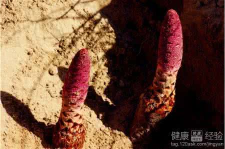 锁阳能壮阳吗 到底锁阳能壮阳吗