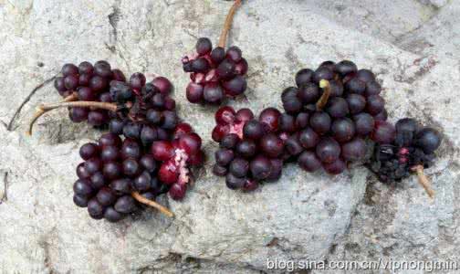 五味子治肝病有奇效 五味子治痔疮，简单而有效的一个好方法