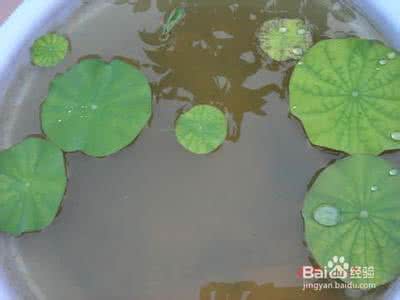 荷花种子的种植方法 荷花种子的种植方法 【种荷花】种植荷花的方法