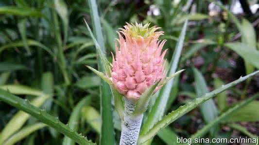 花菠萝斗笠 花菠萝