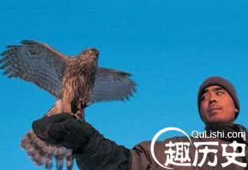猎鹰文化 满族人是怎样驯鹰的?满族猎鹰文化