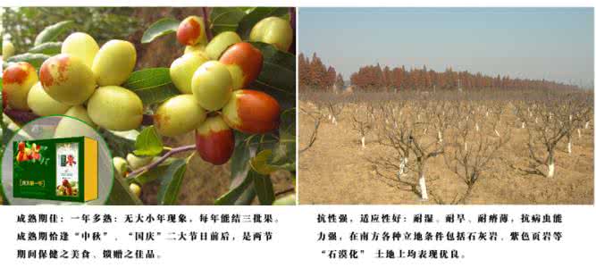 6种水果是春季防病之王
