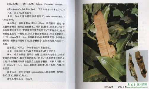 中草药大全图文 图文集 中草药标准彩色图谱（5）——叶、木、皮、茎藤类