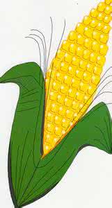 corn玉米 corn 玉米的英文