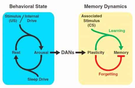 记忆方面的书 ??在记忆方面，睡眠能做的比防止遗忘更多