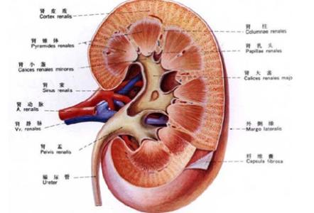 肾癌的早期症状 肾癌的早期症状 肾癌的早期症状 如何科学预防肾癌