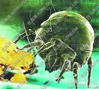 被子晒多久能杀死螨虫 不叠被子螨虫就会死光光？NO !：1、螨虫为何物