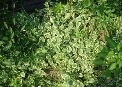 花叶扶芳藤 【棒针】花叶扶芳藤~很妩媚的一款套头衫