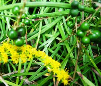 一枝黄花 “植物杀手”——一枝小黄花（图）