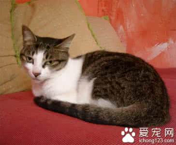 猫难产的处理方法 猫咪难产怎么办