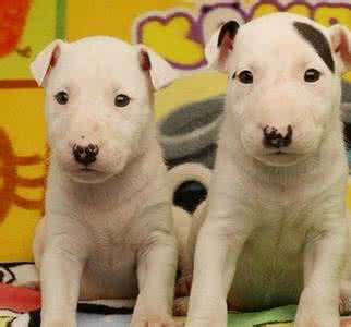 牛头梗饲养 牛头梗好养吗 如何正确的饲养牛头梗犬