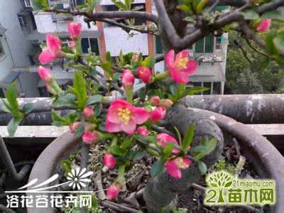 木瓜海棠果能吃吗 木瓜海棠好养吗