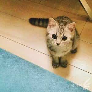 手机摄影技巧:手机怎么拍好喵咪