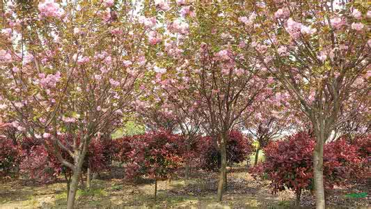 日本晚樱花期 日本晚樱花期 日本晚樱的栽培技术 日本晚樱的花期