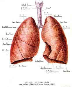 经络不通的常见症状 肺癌晚期症状 肺癌晚期的4个常见症状