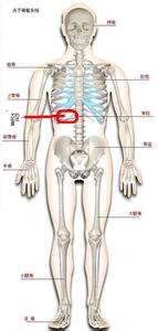 右肋骨下隐痛的原因 右侧肋骨下隐痛是怎么回事 导致隐痛的原因