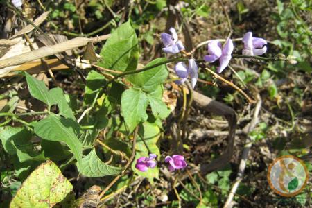 瓢儿树根有什么药用 瓢儿树根有什么药用？