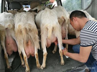 羊奶可以直接喝吗 现挤的牛奶羊奶可以直接喝吗？