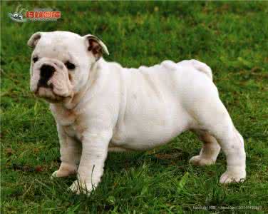 梦见喂狗 喂狗 梦见喂狗