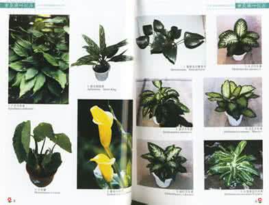 蔬菜常见病虫害及防治 汇总花卉植物常见病虫害及防治办法