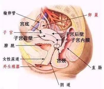 子宫切除后可以同房吗 子宫切除后可以同房吗 子宫切除后能不能过性生活呢