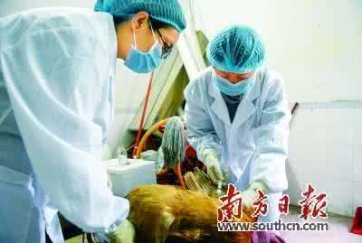 浙江省禽流感 浙江省季节性流感来袭 发热病人猛增