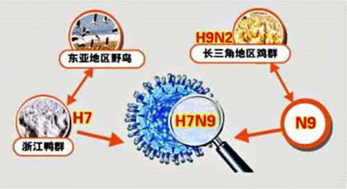 h7n9疫苗临床试验 h9n7 科学家破解h7n9 h7n9疫情仍在扩散应做好6项措施