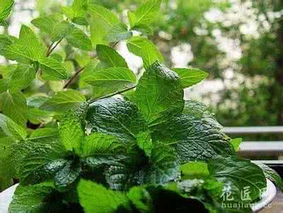 适合室内的花卉植物 适合夏季的花卉植物推荐及其养护