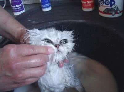 长毛猫毛打结怎么处理 猫毛怎么打理