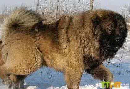 活动预告 活动预告|“V加”高端天然狗粮试用征集开始啦！