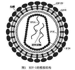 免疫缺陷病的治疗 获得性免疫缺陷综合征