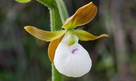 拖鞋兰花 拖鞋兰花 延长拖鞋兰花期的小秘决