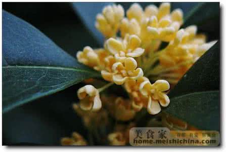 如何制作桂花蜜 八月桂花香 教如何制作桂花蜜?