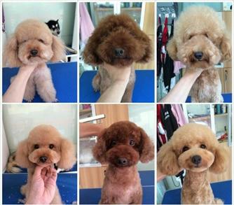 宠物狗美容 怎么给宠物狗美容