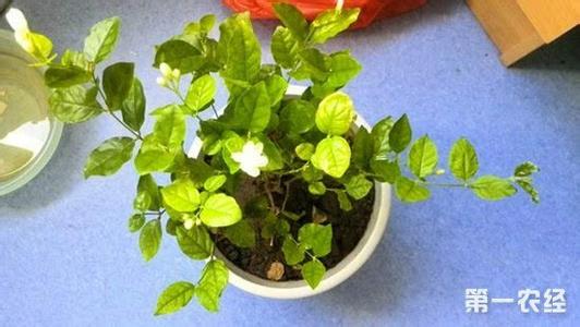 蝴蝶兰叶子发黄变软 茉莉花叶子发黄变软