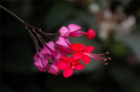 红花龙吐珠 红花龙吐珠 红花龙吐珠的种植方法 红花龙吐珠的种植技巧