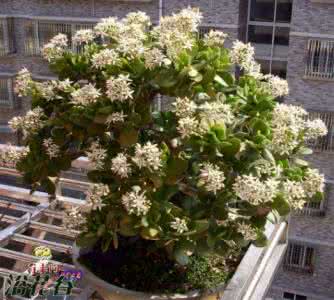 玉树什么时候开花 玉树开花 【玉树什么时候开花】玉树怎么才能开花