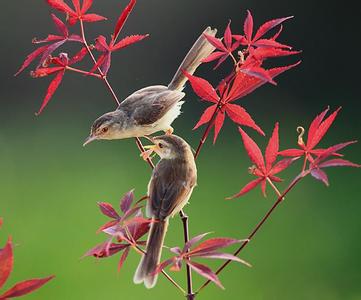 模拟人生4绅士修养 静气：人生不可缺的修养