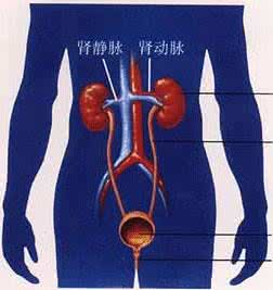 肾结石尿道口有点痛 【一点资讯】原来肾结石是这么来的，教你远离肾结石