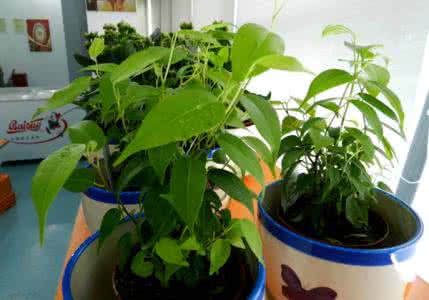 绿色植物防辐射 防辐射绿色植物 绿色植物真的可以防辐射吗