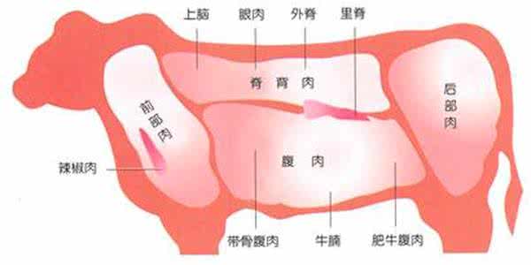 牛肉各部位分布图详解 庖丁解牛：详解不同部位的牛肉