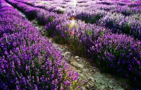 南京薰衣草庄园怎么去 南京薰衣草庄园 南京薰衣草庄园怎么去