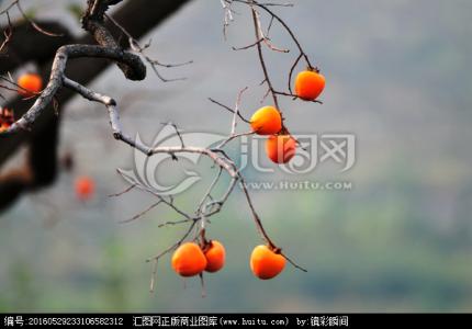 柿子树枝修复 柿子树枝木能做什么?