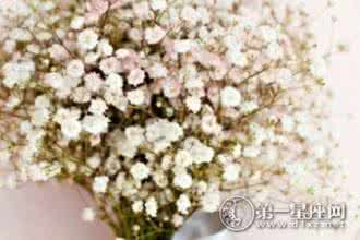 关于满天星的唯美句子 满天星 关于满天星的唯美句子