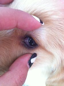 犬瘟病毒能存活多久 高温能灭犬瘟病毒吗?