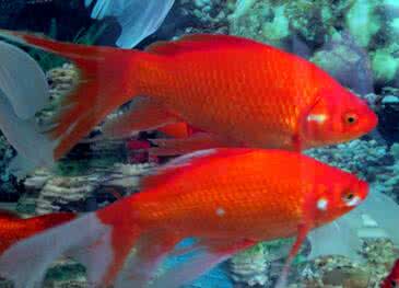 梦见鲤鱼 鲤鱼 梦见鲤鱼_鲤鱼