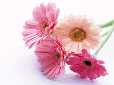 10月1日生日花语 10月10日生日花语