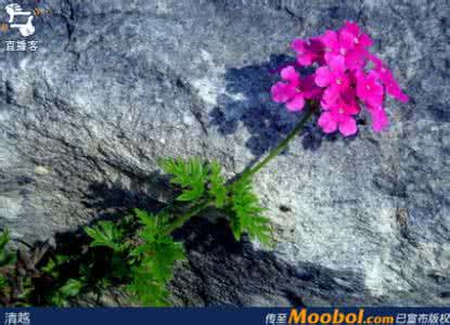 我有我的倔强 有多倔强，就有多不为人知的脆弱